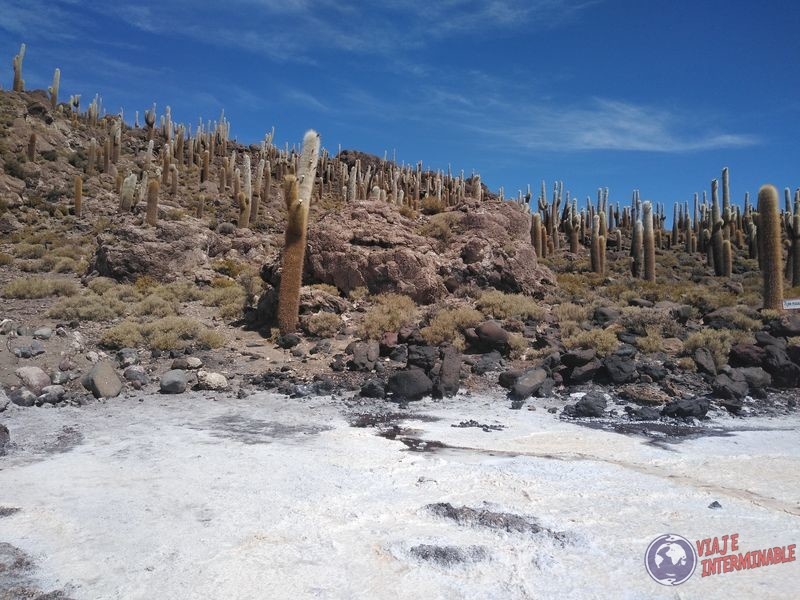 Isla Incahuasi o isla de los cactus Uyuni