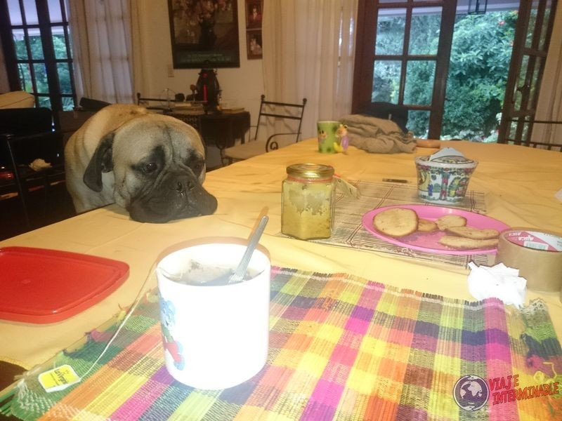 Otto mirando el desayuno
