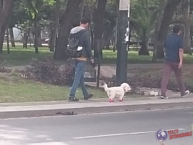 Perros con zapatos en Lima