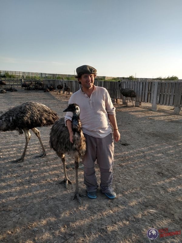 con emu blancanieves en criadero aves