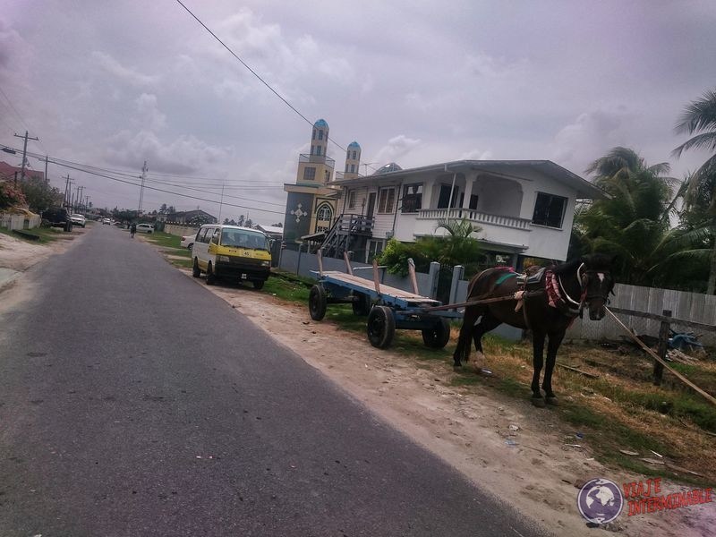 Carritos de caballos en Georgetown Guyana
