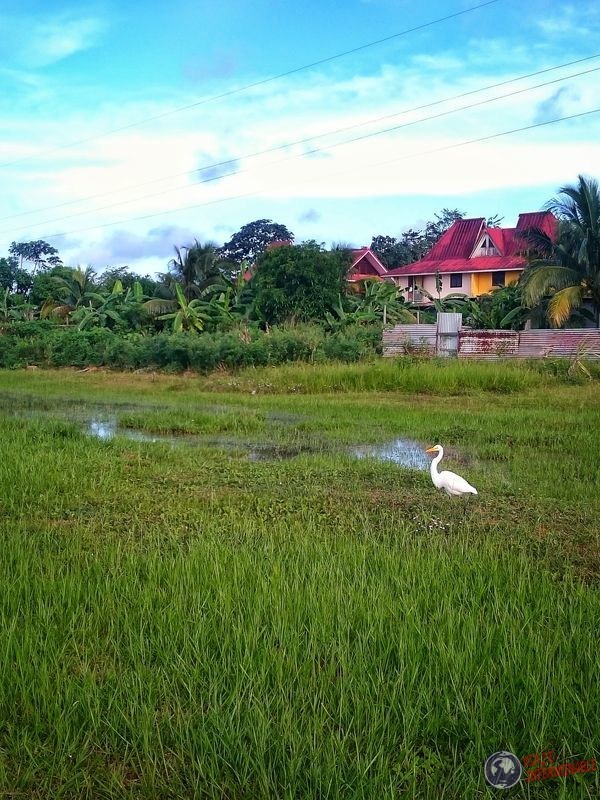 Garza en Matoury Guayana Francesa