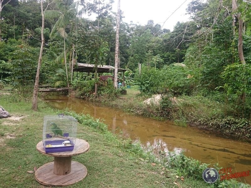 Selva de Kourou con Loro amazonico Guayana Francesa