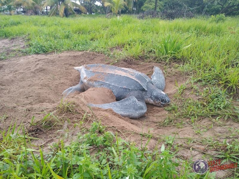 Tortuga laud gigante Guayana Francesa Yalimapo