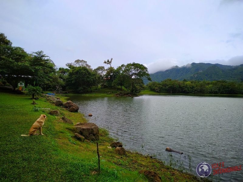 Perrito en la laguna San Carlos panama