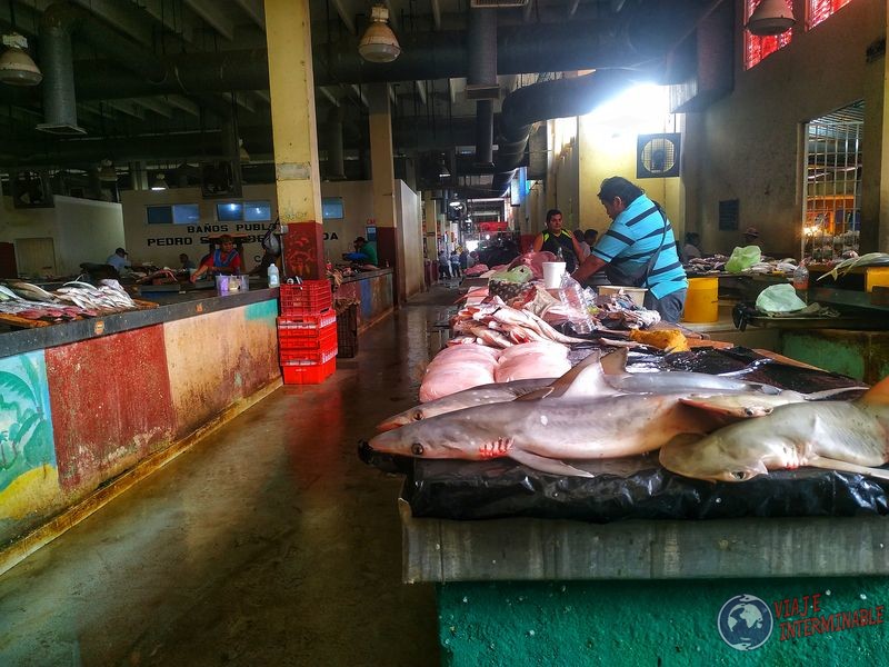 Mercado Campeche pescados tiburones
