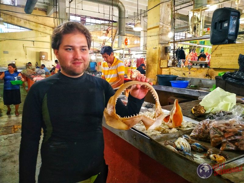 Mercado de pescados y tiburones mandíbula Campeche