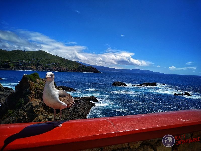 Gaviota de frente Bufadora Ensenada Baja California