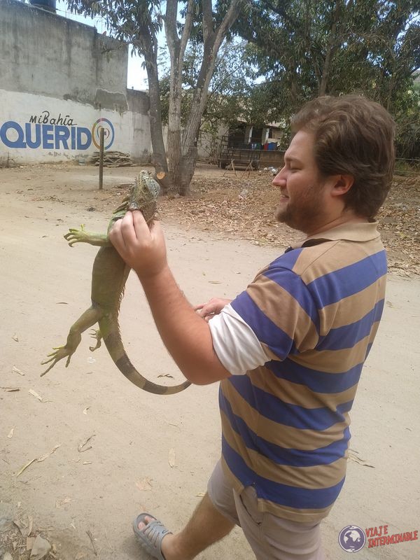 Paseando a la iguana en Mexico