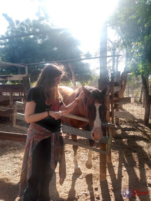 Visita caballos y vacas en Mexico