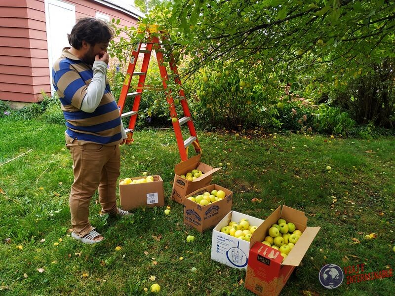 Manzanas recoleccion en granja Minnesota Montevideo EEUU