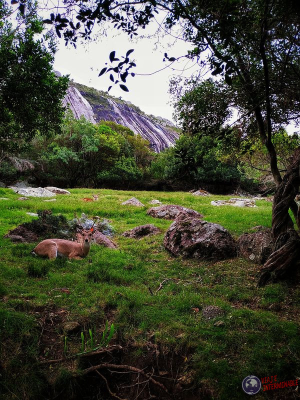 Ciervos venados en Reserva Minas Uruguay